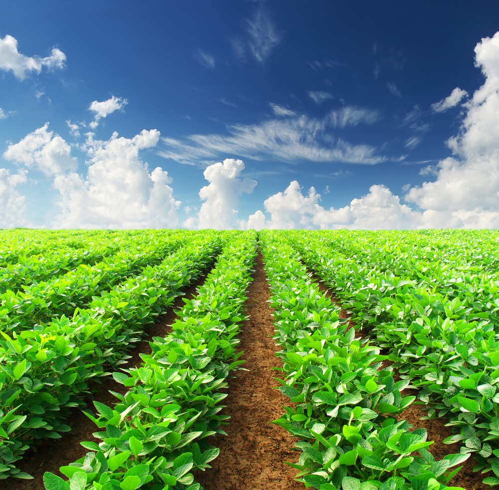 List of Top 10 Best Agriculture Universities in Pakistan 2023 Faisalabad Lahore Islamabad Peshawar