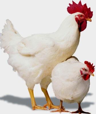 Today Chicken Rate In Lahore, Karachi, Islamabad, Peshawar, Gujrat