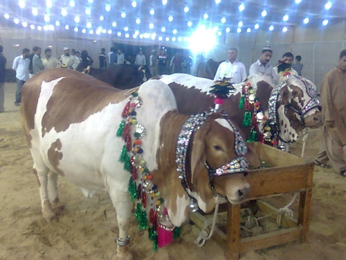 Eid Ul Azha Bakra Mandi In Lahore 2023 Cow, Goat Price Ideas