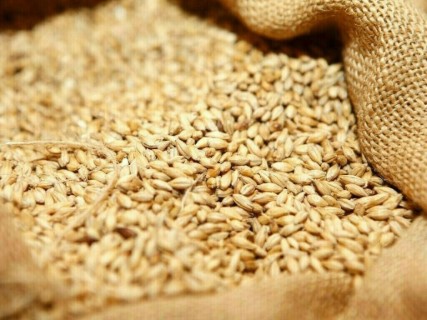 Gandam Price In Pakistan 2023 Punjab, Sindh, KPK